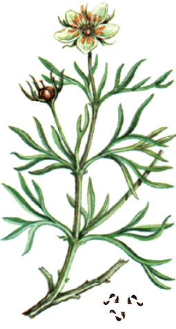 Peganum harmala, Zygophyllaceae.